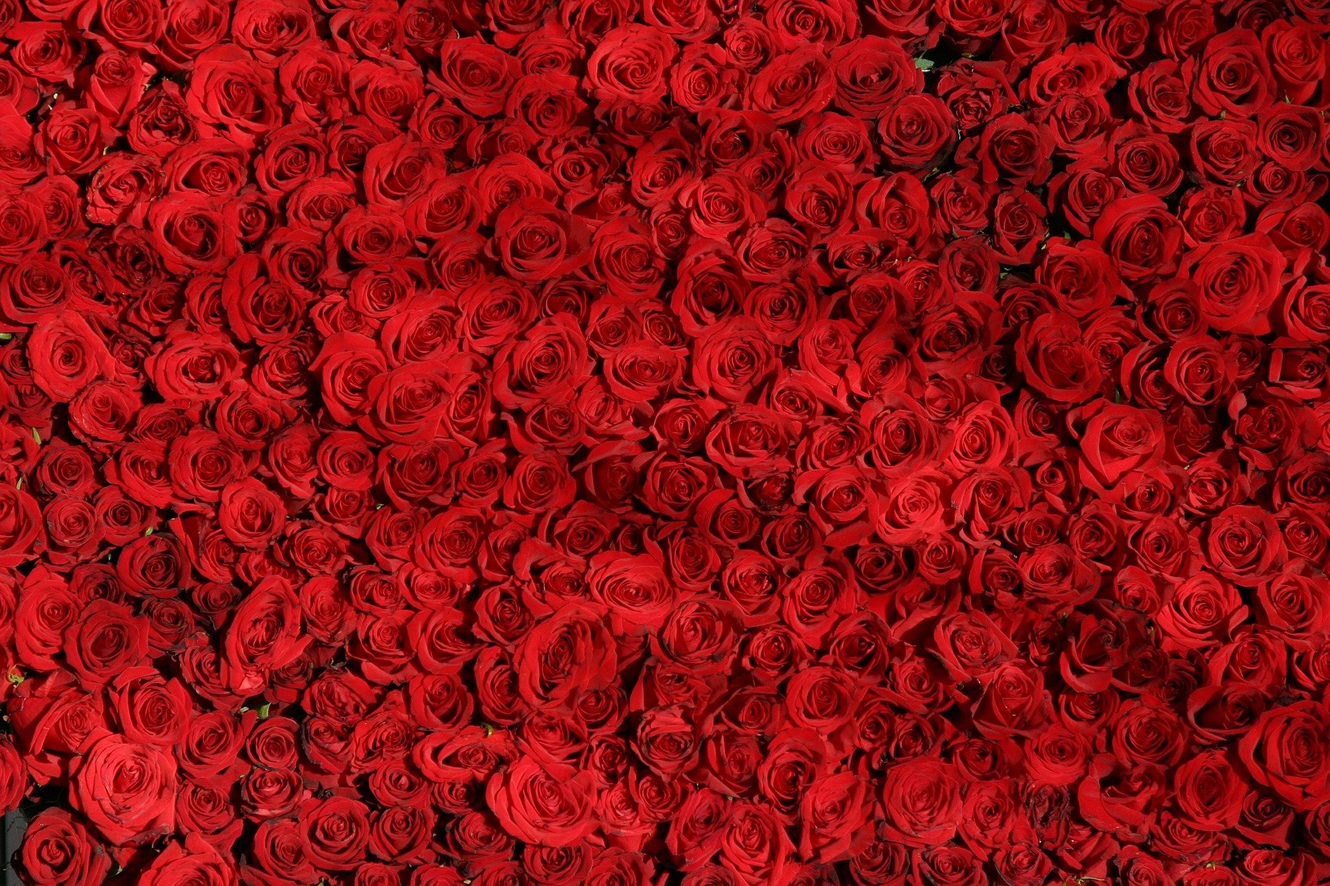 Photo of Roses